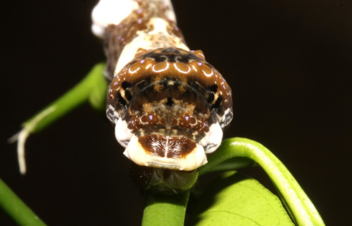 Fig. 7 Vista frontal de oruga <i>Heraclides cresphontes</i></i> (Papilionidae) sobre <i>Citrus limon</i></i> (introducido) (14-SRNP-42909-DHJ708914).