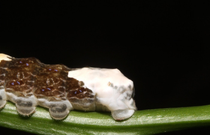 Fig. 8 Vista lateral último segmento de oruga <i>Heraclides cresphontes</i></i> (Papilionidae) sobre <i>Citrus limon</i></i> (introducido) (14-SRNP-42909-DHJ708913).