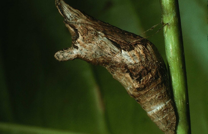 Fig. 9 Ejemlo del estado de pupa de <i>Heraclides autocles</i></i> (Papilionidae) sobre <i>Piper peltatum</i></i> (Piperaceae) (03-SRNP-21256-DHJ78591).
