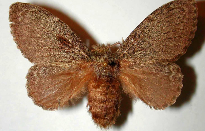 Figura 1. Adulto de <i>Euglyphis maria</i></i> (Lasiocampidae). Área de Conservación Guanacaste, Sector Santa Rosa. Foto ilustrativa. 00-SRNP-9634-DHJ33170.