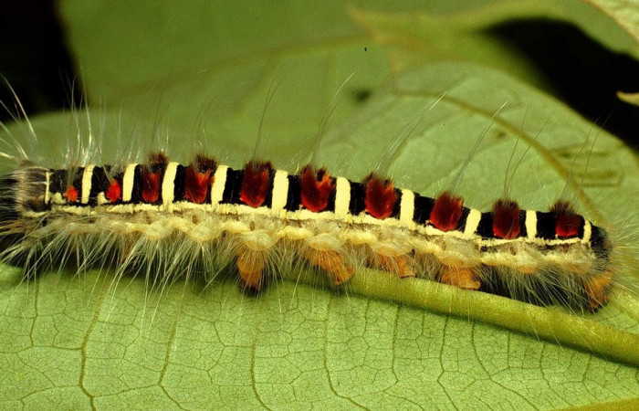 Figura 6. Larva de <i>Euglyphis maria</i></i> (Lasiocampidae), último estadio, En la hoja de la planta <i>Hampea appendiculata</i></i> (Malvaceae). Area de Conservación Guanacaste, Sector Cacao, 01-SRNP-1830-DHJ57895.jpg.