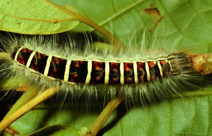 Figura 7. Larva de <i>Euglyphis maria</i></i> (Lasiocampidae), último estadio, En la hoja de la planta <i>Hampea appendiculata</i></i> (Malvaceae). Area de Conservación Guanacaste, Sector Cacao, 01-SRNP-1830-DHJ61094.jpg.