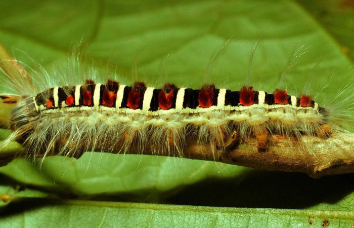 Figura 8. Larva de <i>Euglyphis maria</i></i> (Lasiocampidae), último estadio, En la hoja de la planta <i>Hampea appendiculata</i></i> (Malvaceae). Area de Conservación Guanacaste, Sector Cacao, 01-SRNP-1830-DHJ61096.jpg.