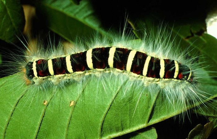 Figura 14. Larva de <i>Euglyphis</i></i> mariaDHJ01 (Lasiocampidae), último estadio, En la hoja de la planta <i>Nectandra hihua</i></i> (Lauraceae). Area de Conservación Guanacaste, Sector Cacao, 01-SRNP-2025-DHJ60705.jpg.