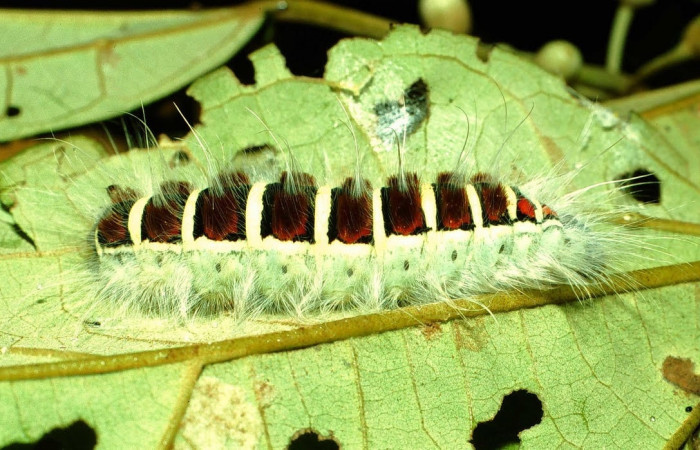 Figura 16. Larva de <i>Euglyphis</i></i> mariaDHJ02 (Lasiocampidae), último estadio, En la hoja de la planta <i>Hampea appendiculata</i></i> (Malvaceae). Area de Conservación Guanacaste, Sector Cacao,01-SRNP-2025-DHJ60705.jpg.