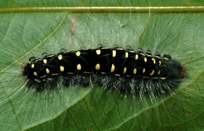 Figura 4. Larva de <i>Euglyphis maria</i></i> (Lasiocampidae), penúltimo estadio, En la hoja de la planta <i>Ocotea whitei</i></i> (Lauraceae). Area de Conservación Guanacaste, Sector Cacao, 01-SRNP-6793-DHJ63643.jpg.