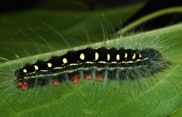 Figura 5. Larva de <i>Euglyphis maria</i></i> (Lasiocampidae), penúltimo estadio, En la hoja de la planta <i>Ocotea whitei</i></i> (Lauraceae). Area de Conservación Guanacaste, Sector Cacao, 01-SRNP-6793-DHJ63644.jpg.