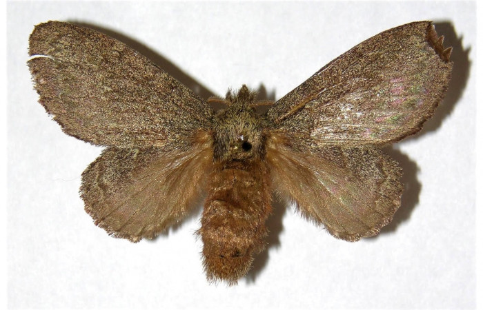 Figura 17. Adulto de <i>Euglyphis</i></i> mariaDHJ01 (Lasiocampidae). Área de Conservación Guanacaste, Sector Santa Rosa. 05-SRNP-2412-DHJ319566.