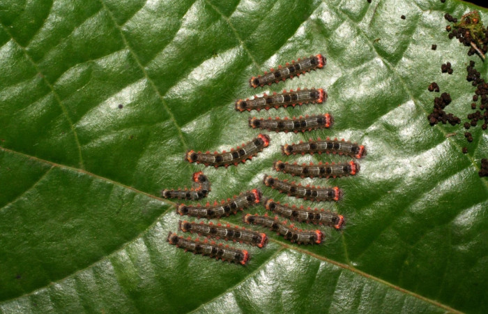 Figura 2. Grupo de larvas, especie <i>Euglyphis maria</i></i> (Lasiocampidae), tercer estadio. En la hoja de la planta <i>Persea schiedeana</i></i> (Lauraceae). Area de Conservación Guanacaste, Sector Cacao, 05-SRNP-31895-DHJ404468.jpg.