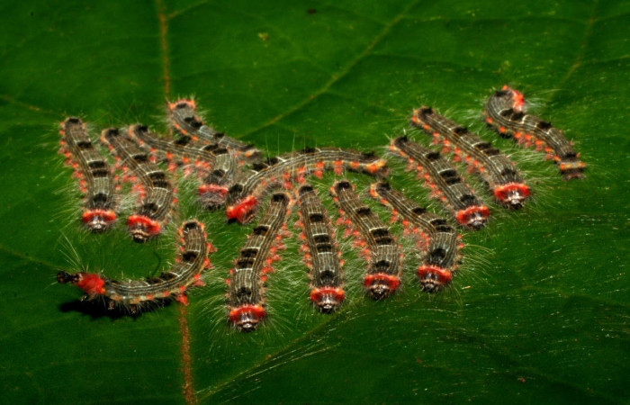 Figura 3. Grupo de larvas, especie <i>Euglyphis maria</i></i> (Lasiocampidae), tercer estadio, En la hoja de la planta <i>Persea schiedeana</i></i> (Lauraceae). Area de Conservación Guanacaste, Sector Cacao, 05-SRNP-31895-DHJ404480.jpg.