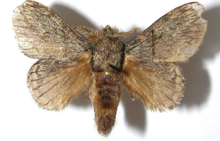 Figura 15. Adulto de <i>Euglyphis</i></i> mariaDHJ01 (Lasiocampidae). Área de Conservación Guanacaste, Sector Santa Rosa. 06-SRNP-4143-DHJ349496.