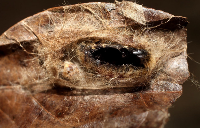 Figura 12. Pupario de <i>Patelloa</i></i> xanthuraDHJ01 (Tachinidae) parásito de <i>Euglyphis maria</i></i> (Lasiocampidae). En la planta <i>Damburneya umbrosa</i></i> (Lauraceae). Área de Conservación Guanacaste, Sector Santa Rosa. 10-SRNP-6257-DHJ498067.jpg.