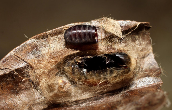 Figura 13. Pupario de <i>Patelloa</i></i> xanthuraDHJ01 (Tachinidae) parásito de <i>Euglyphis maria</i></i> (Lasiocampidae). En la planta <i>Damburneya umbrosa</i></i> (Lauraceae). Área de Conservación Guanacaste, Sector Santa Rosa. 10-SRNP-6257-DHJ498068.jpg.