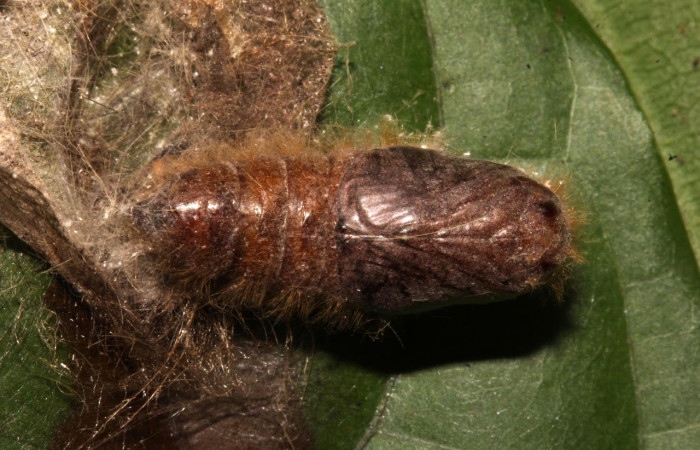 Figura 10. Pupa <i>Euglyphis maria</i></i> (Lasiocampidae), Posición ventral. . En la hoja de la planta <i>Nectandra hihua</i></i> (Lauraceae). Área de Conservación Guanacaste, Sector Santa Rosa. 21-SRNP-30926-DHJ787122.jpg.