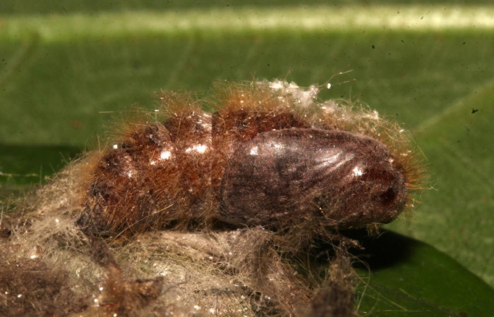 Figura 9. Pupa <i>Euglyphis maria</i></i> (Lasiocampidae), Posición lateral. En la hoja de la planta <i>Nectandra hihua</i></i> (Lauraceae). Área de Conservación Guanacaste, Sector Santa Rosa. 21-SRNP-30926-DHJ787122.jpg.