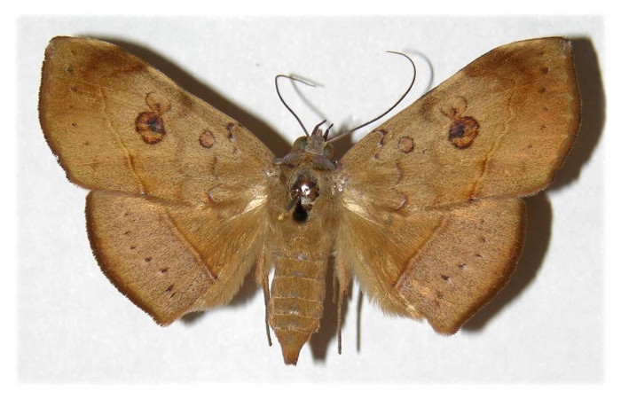 Fig. 7 Adulto Argidia Poole05DHJ02 (Erebidae),  vista lateral, mide 51mm. Sendero Bejuquilla, Sector El Hacha, 280m. 00-SRNP-2991-DHJ313874.