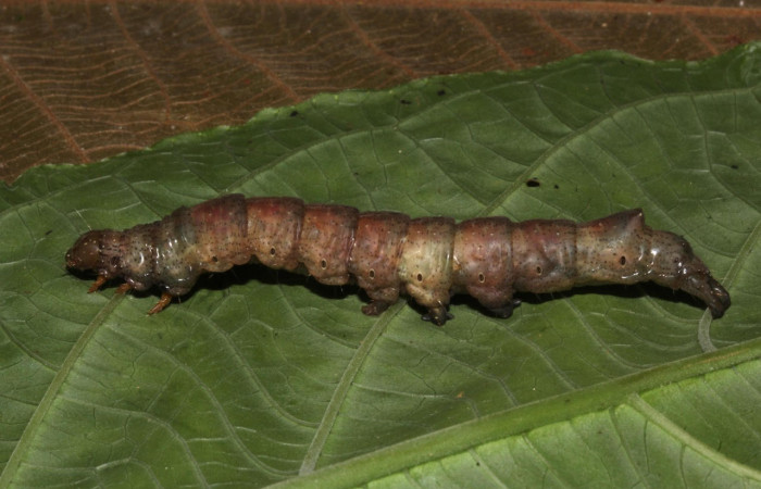 Fig.11. Prepupa de <i>Feigeria</i></i> buteoDHJ02. Voucher :18-SRNP-31515-DHJ746422.jpg.