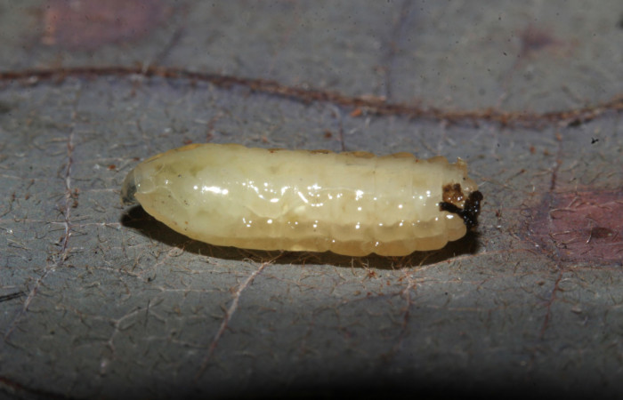 Fig.14. Larva parásito en larva de <i>Feigeria</i></i> buteo. Voucher : 20-SRNP-32075-DHJ778496.jpg.