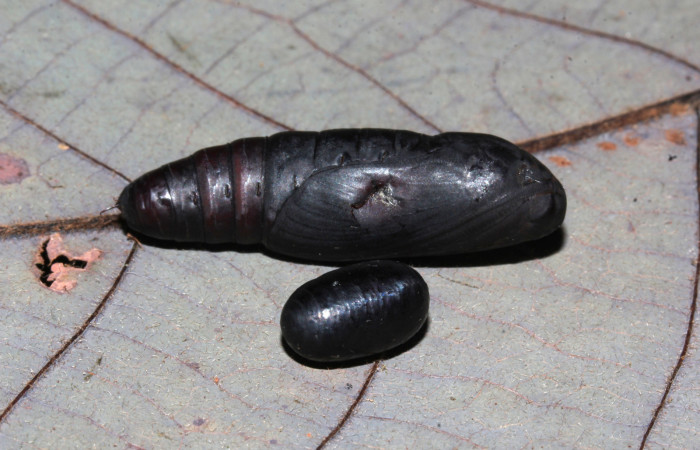Fig.15. Mostrando pupa de <i>Feigeria buteo</i></i> con un pupario de la familia Tachinidae. Voucher : 20-SRNP-31446-DHJ778275.jpg.