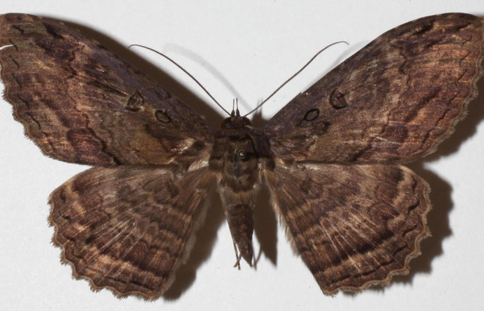 Fig.3. Adulto de <i>Feigeria</i></i> buteoDHJ04. En posición dorsal. Voucher : 18-SRNP-65373-DHJ942204.jpg.