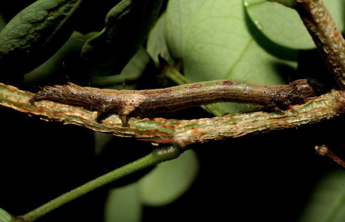 Fig.5 .Larva de <i>Feigeria</i></i> buteoDHJ02. Voucher : 06-SRNP-45928-DHJ415040.jpg.