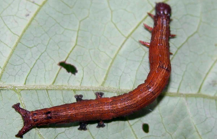Fig.7. Larva de <i>Feigeria</i></i> buteoDHJ01. Voucher : 03-SRNP-21117-DHJ91239.jpg.