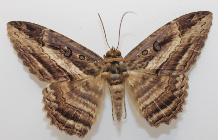 Fig.1. Adulto de <i>Feigeria</i></i> buteoDHJ01. En posición dorsal. Voucher : 19-SRNP-27469-DHJ960660.jpg.