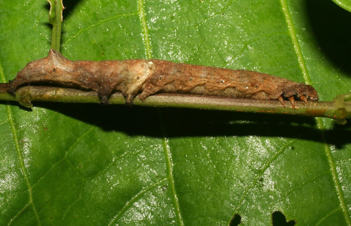 Fig.10. Larva de <i>Feigeria</i></i> buteoDHJ02. Voucher : 10-SRNP-31509-DHJ471920.jpg