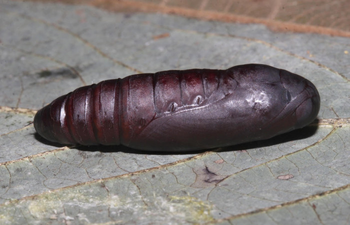 Fig.12. Mostrando capullo de <i>Feigeria</i></i> buteoDHJ02. Voucher : 18-SRNP-31515-DHJ746556.jpg.