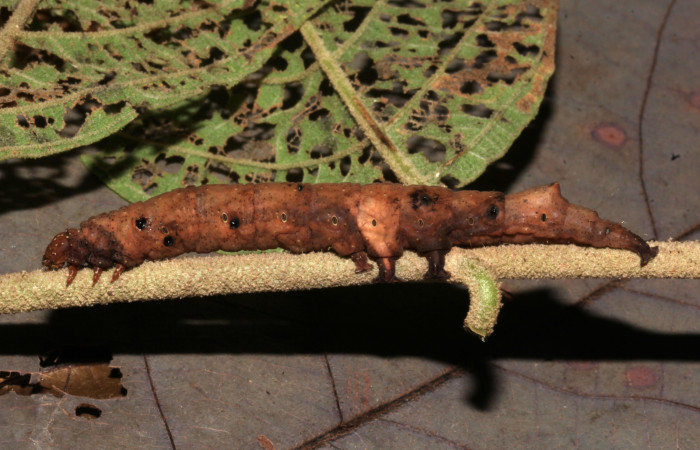 Fig.13. Larva de <i>Feigeria</i></i> buteo. Voucher : 20-SRNP-32075-DHJ778490.jpg.