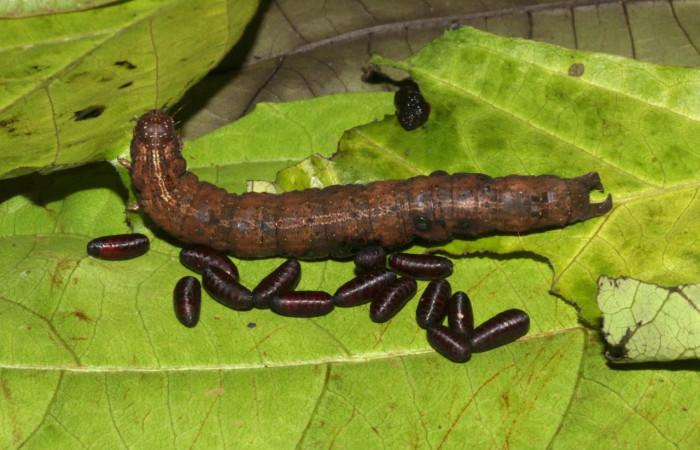 Fig.16. Larva de <i>Feigeria buteo</i></i> en con un grupo de puparios de la familia Tachinidae. Voucher : 18-SRNP-31902-DHJ747929.jpg.