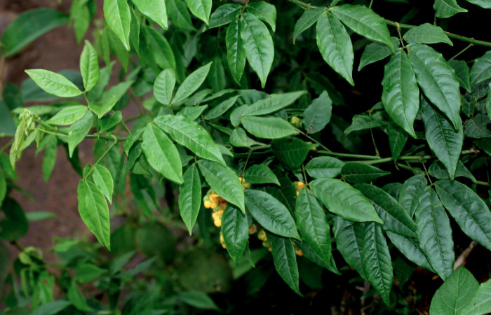 Fig.17. Mostrando planta de <i>Senna undulata</i></i> (Fabaceae). Planta hospedera de <i>Feigeria</i></i> buteoDHJ02. 
