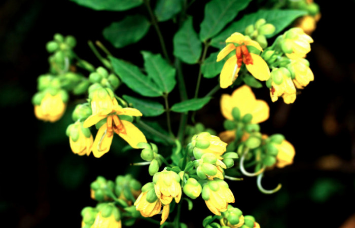 Fig.18. Mostrando floración de <i>Senna undulata</i></i> (Fabaceae). Planta hospedera de <i>Feigeria</i></i> buteoDHJ02.