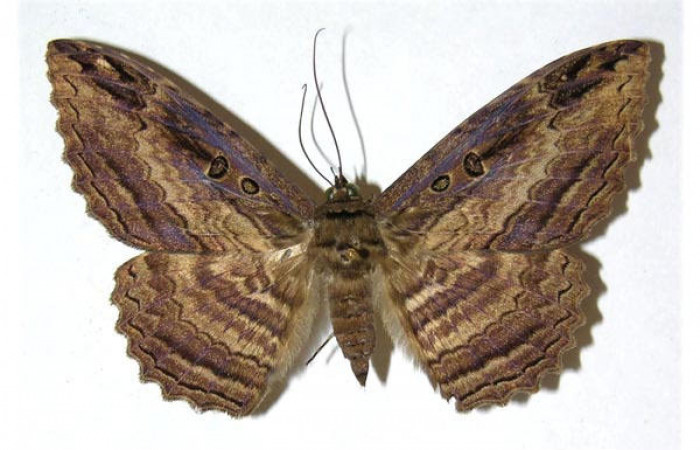 Fig.4. Adulto de <i>Feigeria</i></i> buteoDHJ05. En posición dorsal. Voucher : 04-SRNP-35663-DHJ312238.jpg.