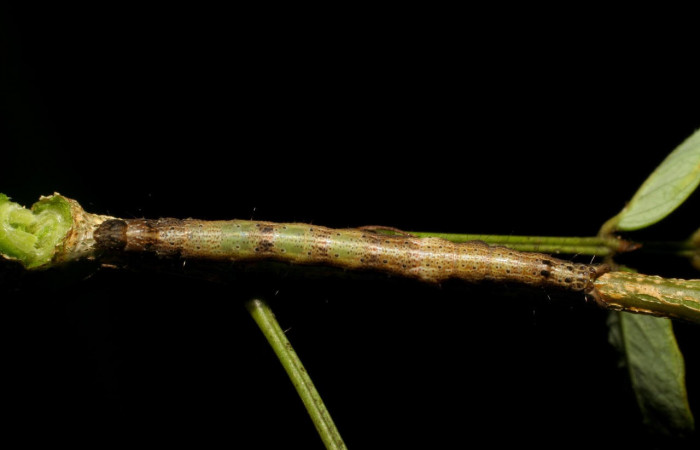 Fig.6. Larva de <i>Feigeria</i></i> buteoDHJ02. Voucher : 06-SRNP-45928-DHJ415042.jpg.