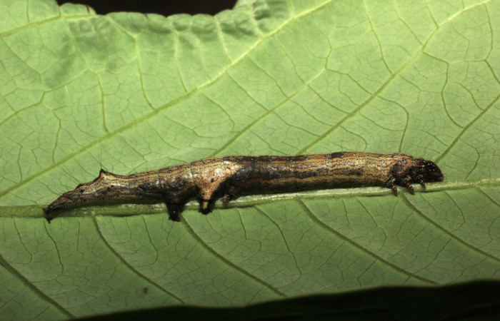 Fig.8. Larva de <i>Feigeria</i></i> buteoDHJ01. Voucher :14-SRNP-44314-DHJ803347.jpg.