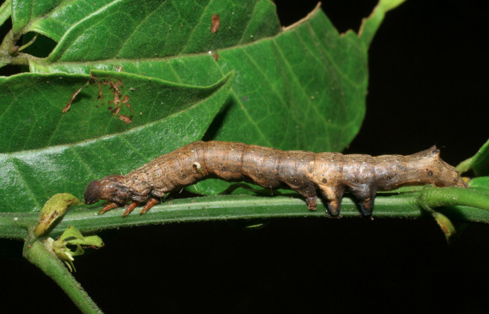 Fig.9. Larva de <i>Feigeria</i></i> buteoDHJ02. Voucher : 08-SRNP-31975-DHJ445577.jpg.
