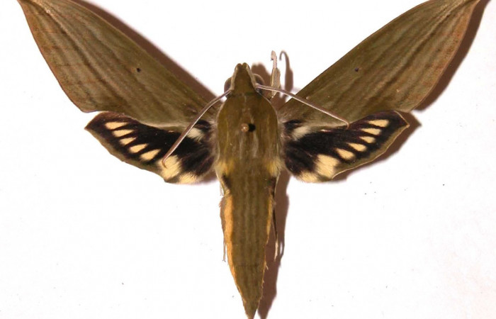 Fig. 01. Macho de <i>Xylophanes striatum</i></i>, Sphingidae, en vista dorsal, 78mm de longitud. Voucher: 02-SRNP-9672-DHJ35780.jpg.