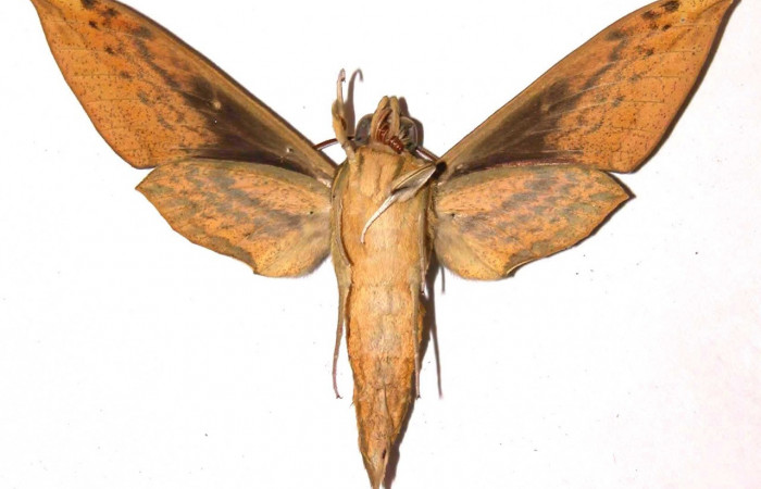 Fig.02. Macho de <i>Xylophanes striatum</i></i>, Sphingidae, en vista ventral, 78mm de longitud. Voucher: 02-SRNP-9672-DHJ35781.jpg.