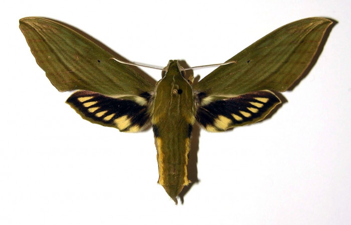 Fig.03. Hembra de <i>Xylophanes striatum</i></i>, Sphingidae, en vista dorsal, 94mm de longitud. Voucher: 00-SRNP-9718-DHJ95894.jpg