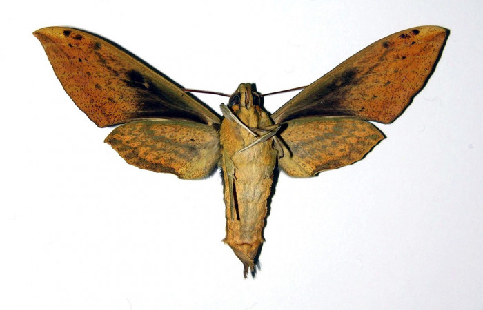 Fig.04. Hembra de <i>Xylophanes striatum</i></i>, Sphingidae, en vista ventral, 78mm de longitud. Voucher: 00-SRNP-9718-DHJ95895.jpg