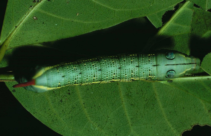Fig.05. Larva de <i>Xylophanes striatum</i></i>, Sphingidae, vista dorsal, último estadío, 55mm de longitud. Voucher: 88-SRNP-210-DHJ10547.jpg.