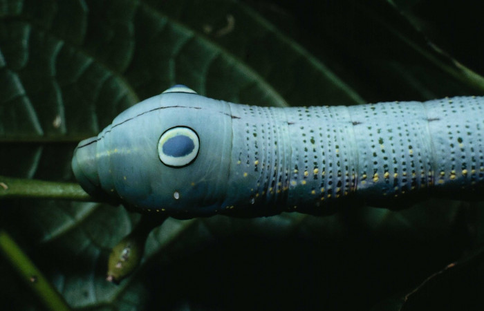 Fig.06. Larva de <i>Xylophanes striatum</i></i>, Sphingidae, acercamiento lateral torax, último estadío, 73mm de longitud. Voucher: 90-SRNP-131-DHJ12348.jpg