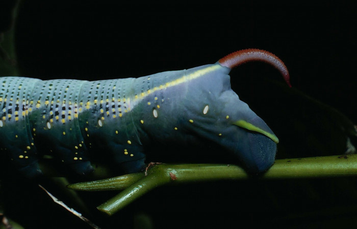 Fig.07. Larva de <i>Xylophanes striatum</i></i>, Sphingidae, acercamiento lateral trasero, último estadío, 73mm de longitud. Voucher: 90-SRNP-131-DHJ12354.jpg.	