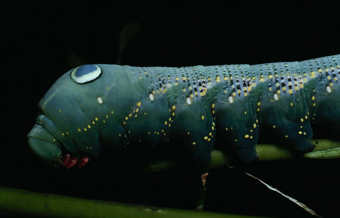Fig.08. Larva de <i>Xylophanes striatum</i></i>, Sphingidae, acercamiento lateral de torax, último estadío, 73mm de longitud. Voucher: 90-SRNP-131-DHJ12358.jpg.