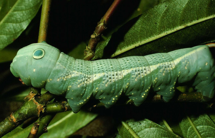 Fig.09. Larva de <i>Xylophanes striatum</i></i>, Sphingidae, vista lateral, último estadío, 73mm de longitud. Voucher: 97-SRNP-11104-DHJ43945.jpg.
