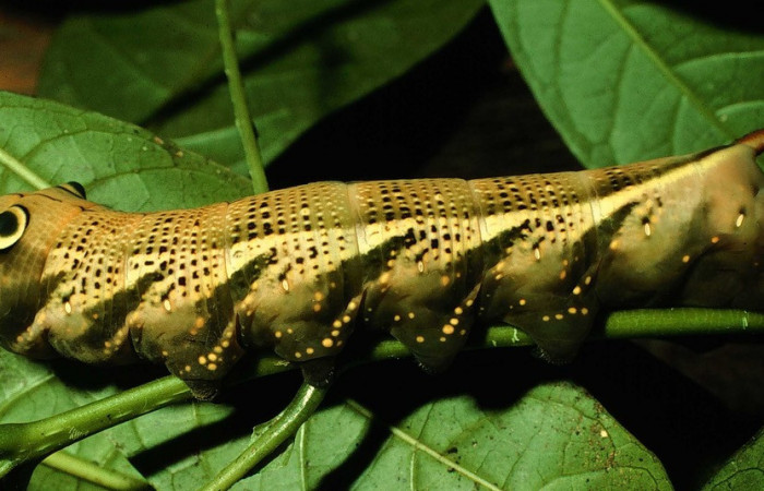 Fig.10. Larva de <i>Xylophanes striatum</i></i>, Sphingidae, vista lateral, último estadío, 85mm de longitud. Voucher: 97-SRNP-1277-DHJ41212.jpg.