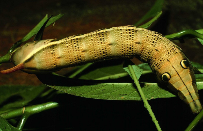 Fig.11. Larva de <i>Xylophanes striatum</i></i>, Sphingidae, vista dorsal, último estadío, 85mm de longitud. Voucher: 97-SRNP-1277-DHJ41214.jpg.
