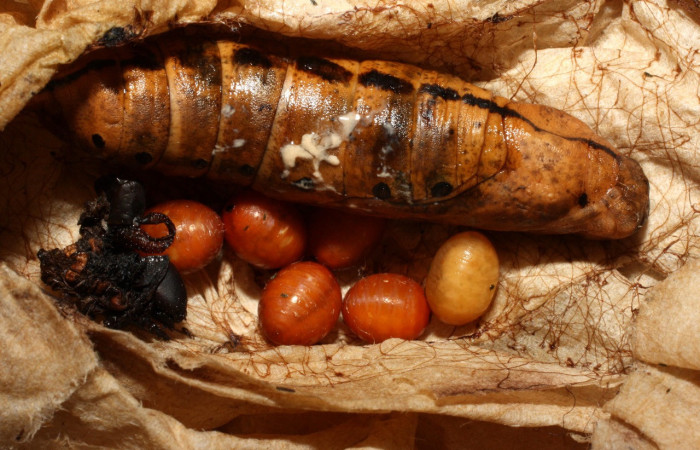 Fig.12. Pupa de <i>Xylophanes striatum</i></i>, Sphingidae, vista dorsal pupa y a la par 6 puparios parasitoides recién formados, 56mm de longitud. Voucher: 13-SRNP-36136-DHJ490426.jpg.