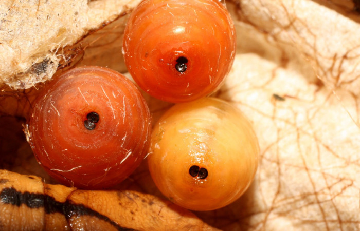 Fig.13. Puparios parasitoides de <i>Xylophanes striatum</i></i>, Sphingidae, vista frontal de puparios parasitoides recién formados. Voucher: 13-SRNP-36136-DHJ490427.jpg.